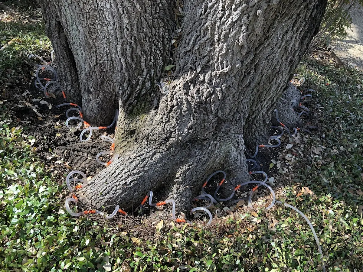 Detailed Tree Cabling and Bracing job site in Beech Creek